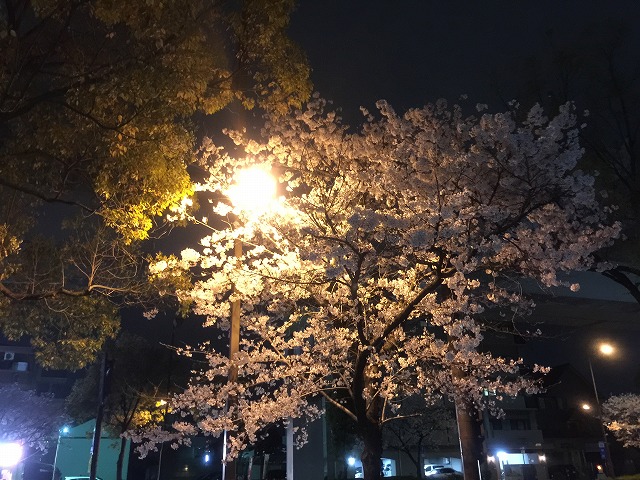 新生活は落ち着いたかしら?