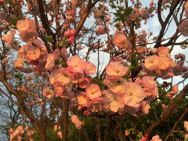 比治山公園の八重桜