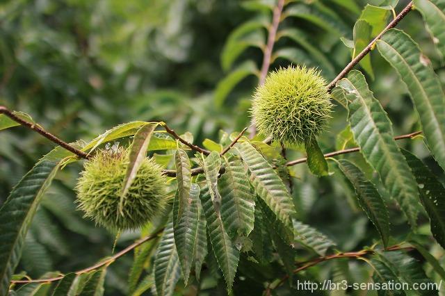 かさね色目「秋の荻」