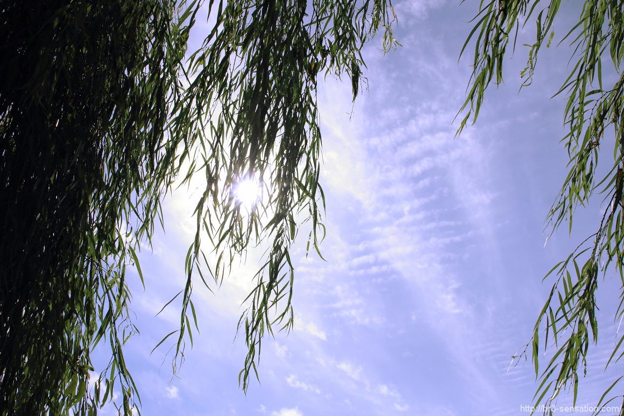 シダレヤナギと秋の空