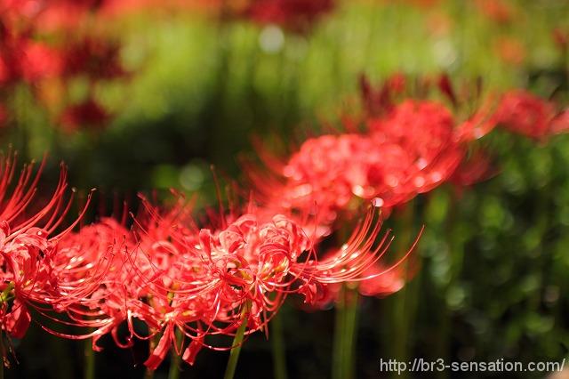 秋の花を訪ねて~ヒガンバナ~