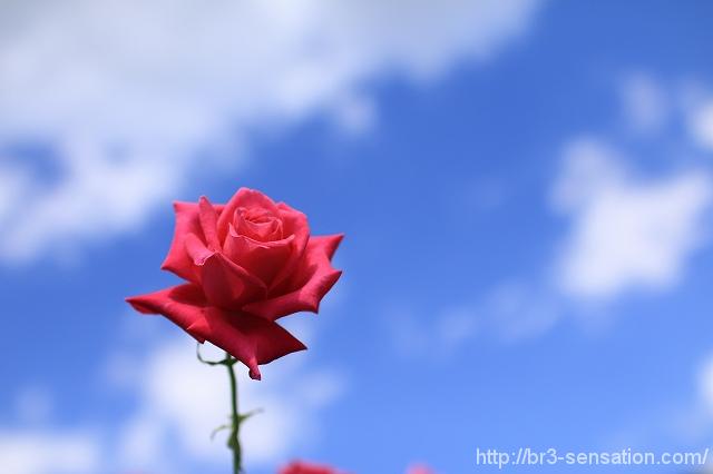 秋の花を訪ねて~秋の薔薇~
