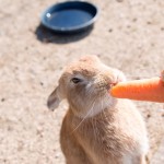 やさしい味