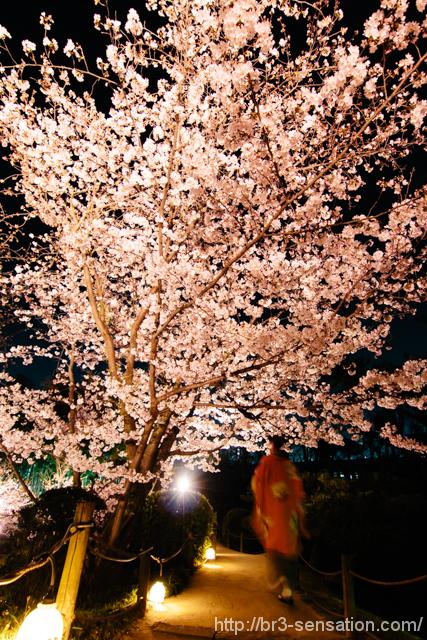 広島　縮景園の夜桜特別開園に行って来ました