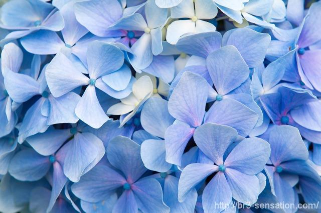 雨だ。紫陽花を見に行こう